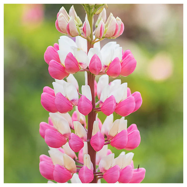 The Chatelaine Pink Lupine Flower Seeds for Planting – Heirloom, Non-GMO, High Germination Garden Seeds | Neera Seeds product photo [neera-v4-b6d1ec9d2536d1fbd959]