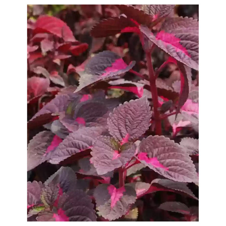 Heirloom Pink Coleus Flower Seeds for Planting – Non-GMO, Vibrant Ornamental Garden Foliage | Neera Seeds product photo [neera-v4-b6e0815194816e76b07e]