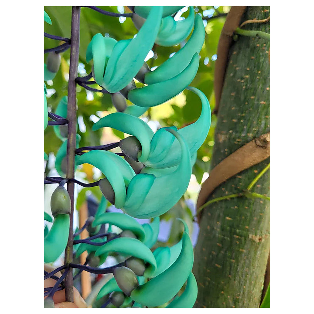 Heirloom Non-GMO Sky Blue Strongylodon Macrobotrys Flower Seeds for Planting – Exotic Organic Garden Seeds, High Ge | Neera Seeds product photo [neera-v4-b6f0cd1f417a2946bcbb]
