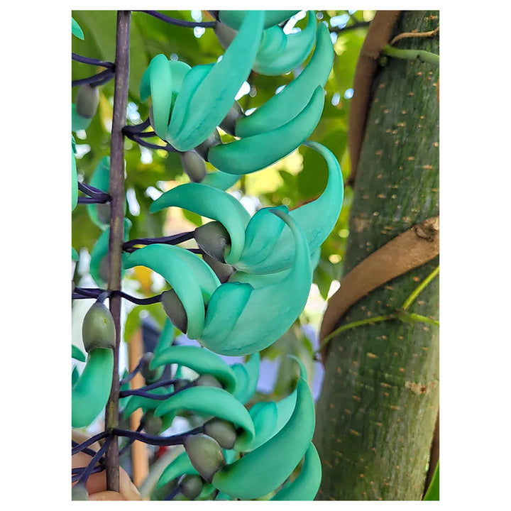 Heirloom Non-GMO Sky Blue Strongylodon Macrobotrys Flower Seeds for Planting – Exotic Organic Garden Seeds, High Ge | Neera Seeds product photo [neera-v4-b6f0cd1f417a2946bcbb]