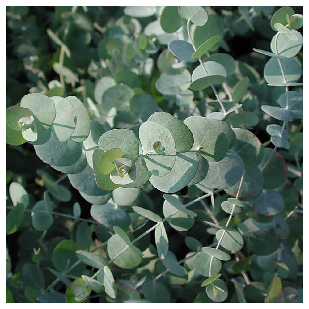 Eucalyptus Cinerea, Silver Dollar-Plant Seeds for Garden Planting | Neera Seeds product photo [neera-v4-b6f36e8ed94382eab8bd]