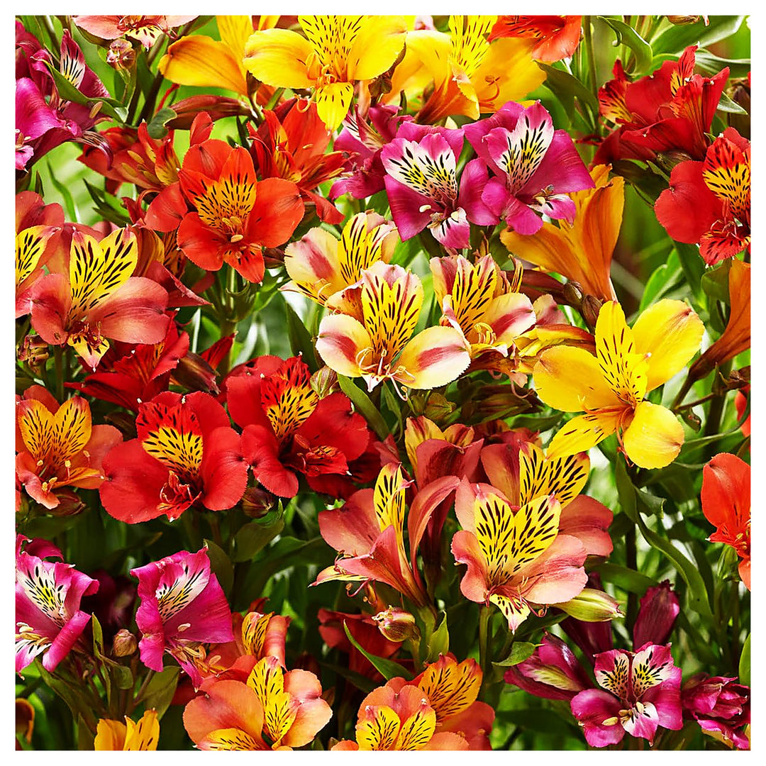 Alstroemeria Aurantiaca Seeds – Heirloom Non-GMO Peruvian Lily Flower Seeds for Planting – High Germination | Neera Seeds product photo [neera-v4-b730a7457e29bb89759d]