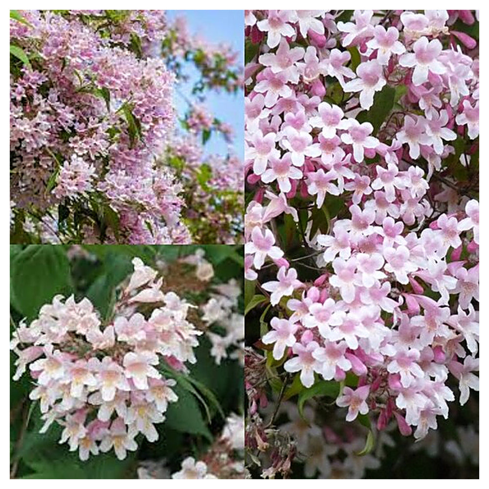 Pink Linnaea Amabilis Flower Seeds for Planting - Heirloom Non-GMO High Germination Organic Garden Seeds | Neera Seeds product photo [neera-v4-b7395dcc92ed382e6420]