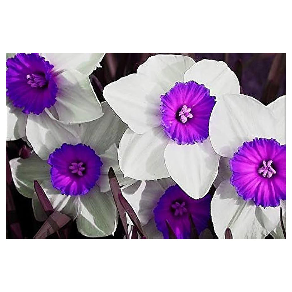 Violet White Daffodils Flower Seeds for Planting – Heirloom Non-GMO High Germination Garden Seeds | Neera Seeds product photo [neera-v4-b739bdc84ca4c5fda211]