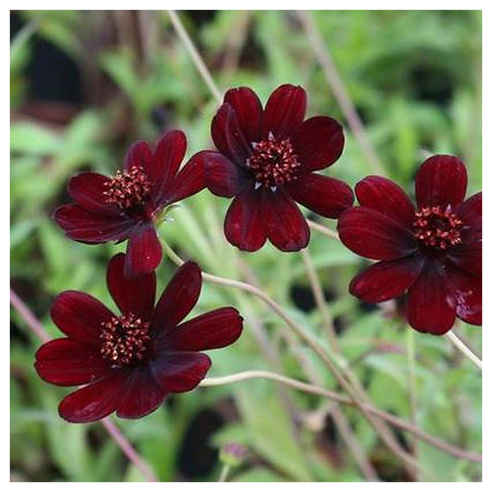 Chocolate Cosmos Flower Seeds for Planting – Heirloom, Non-GMO, High Germination Organic Garden Seeds | Neera Seeds product photo [neera-v4-b73dfe88d396688cbcc7]
