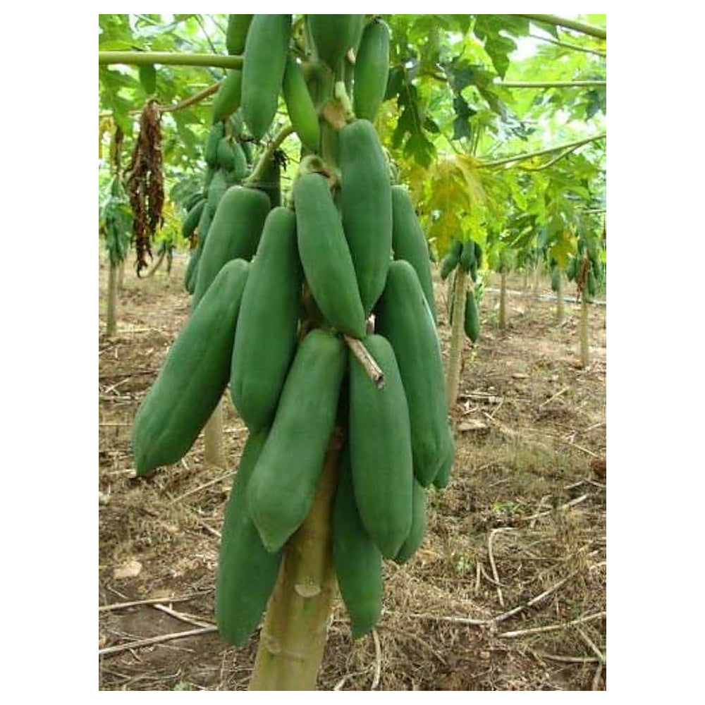 Dwarf Waimanalo Papaya Fruit Seeds for Planting – Heirloom Non-GMO High Germination Organic Garden Seeds | Neera Seeds product photo [neera-v4-b7429929c464f760d1e0]