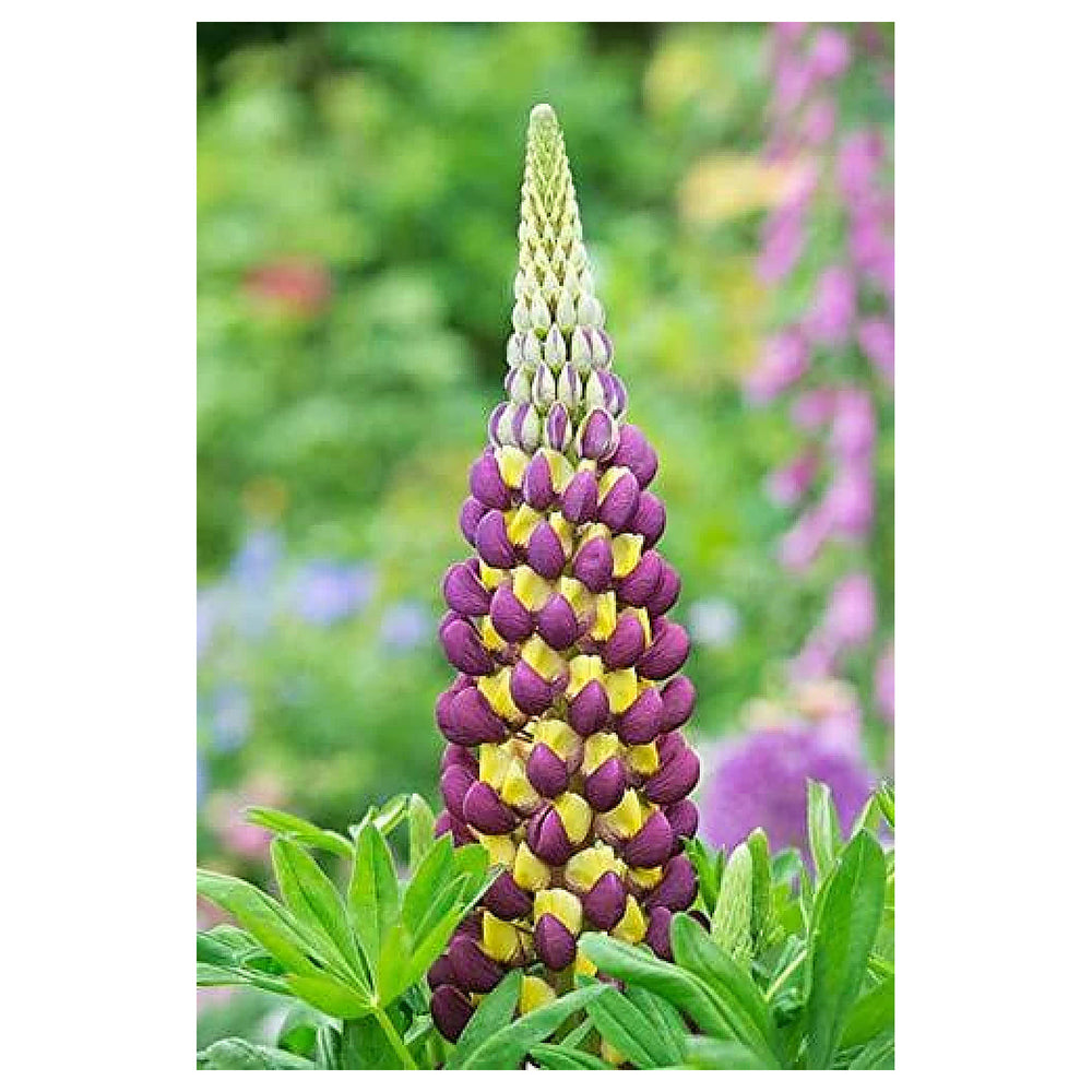 Heirloom Non-GMO Violet Yellow Lupine Flower Seeds Blooms for Garden Planting | Neera Seeds product photo [neera-v4-b74769675b59e8c1efd5]