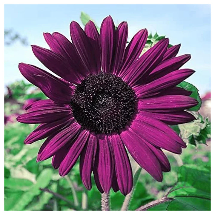Organic Purple Sunflower Flower Seeds for Planting – Heirloom, Non-GMO | Neera Seeds product photo [neera-v4-b74f8a9241ba9988d3d4]