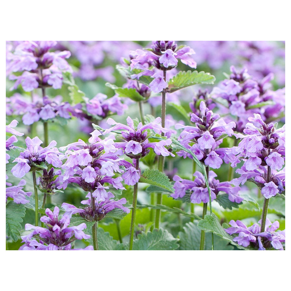 Heirloom Non-GMO Purple Catmint Flower Seeds for Planting – Fragrant Blooming Flower Seeds | Neera Seeds product photo [neera-v4-b75e55f578d5917b67dd]