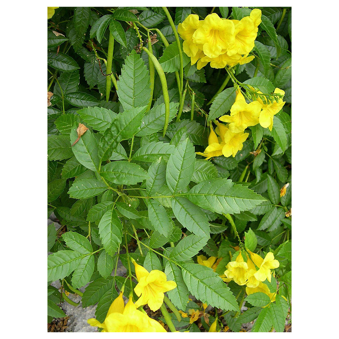 Yellow Alcea Ficifolia Flower Seeds for Planting – Vibrant, Hardy, Fast-Growing Blooms | Neera Seeds product photo [neera-v4-b7628a03eec5038b07ce]