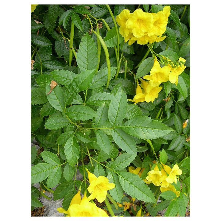 Yellow Alcea Ficifolia Flower Seeds for Planting – Vibrant, Hardy, Fast-Growing Blooms | Neera Seeds product photo [neera-v4-b7628a03eec5038b07ce]