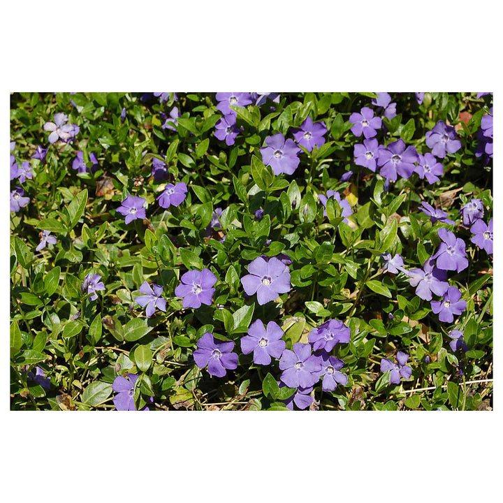 Violet Vinca Periwinkle Flower Seeds – Non-GMO, Heirloom, High Germination Seeds for Garden Planting | Neera Seeds product photo [neera-v4-b76a3e9ccfc3b0ee77d1]