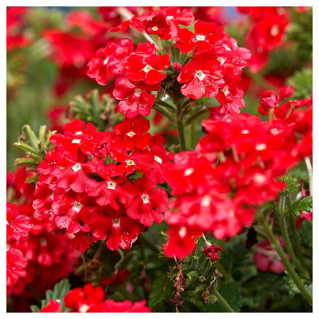 Red Verbena Scarlet Flower Seeds for Planting – Heirloom, Non-GMO, Organic Garden Seeds | Neera Seeds product photo [neera-v4-b76e9e8f79364b355873]