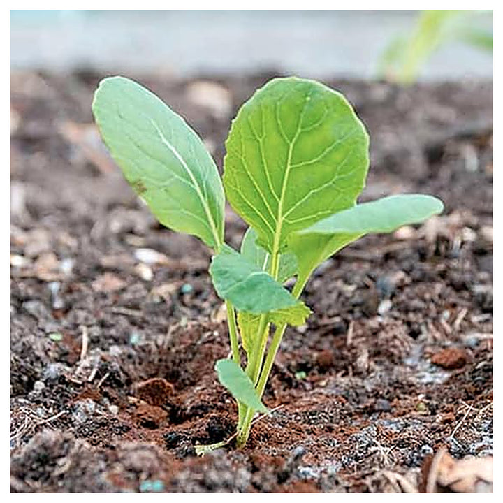 Brussels Sprouts Long Island Seeds – Heirloom, High Yield, Cold-Resistant | Neera Seeds product photo [neera-v4-b76f576fd191ef9e2f2a]
