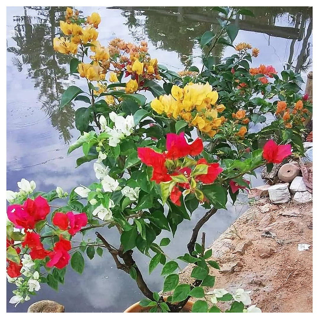 Rare Bougainvillea Mixed Colors Flowering Plants Flower Seeds Home Garden Planting, Ornamental | Neera Seeds product photo [neera-v4-b77f68b9b8b06bdf05f7]