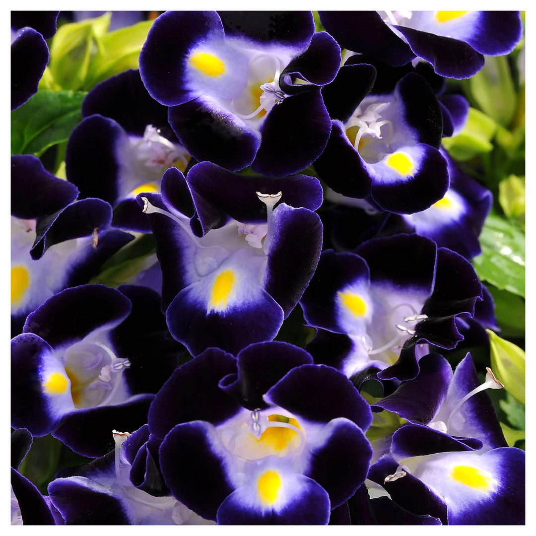 Torenia Kauai Flower Seeds for Planting – 100 pcs Heirloom Non-GMO Shade-Loving Annuals for Vibrant Garden Blooms | Neera Seeds product photo [neera-v4-b77fa7f035f3409dcad0]