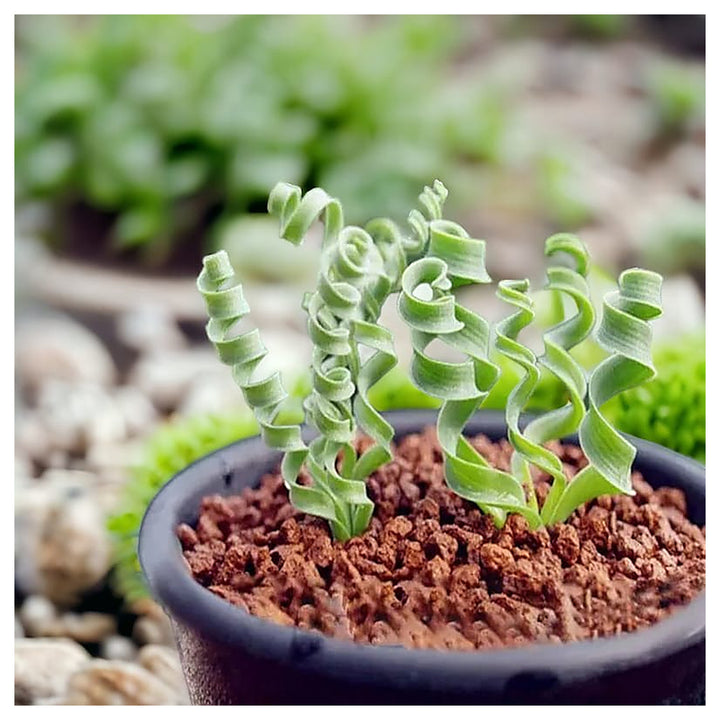 Organic Heirloom Non-GMO Spiralis Seeds for Planting – Fresh Vibrant Ornamental Plants | Neera Seeds product photo [neera-v4-b785af3686d3ae86f8fb]