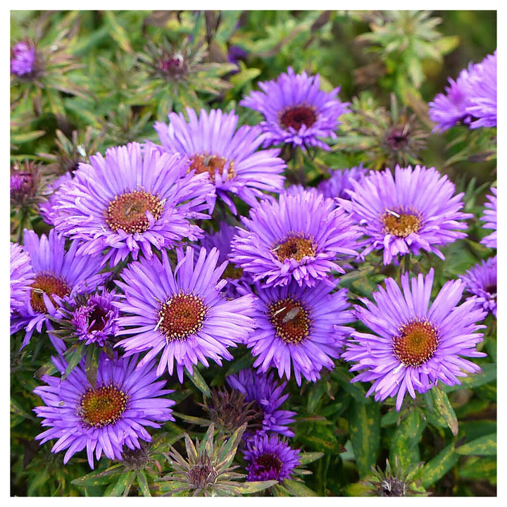 Purple Aster Novae-Angliae Seeds for Planting – Organic, Heirloom, Non-GMO Flower Seeds | Neera Seeds product photo [neera-v4-b790b3eb2b127c974877]