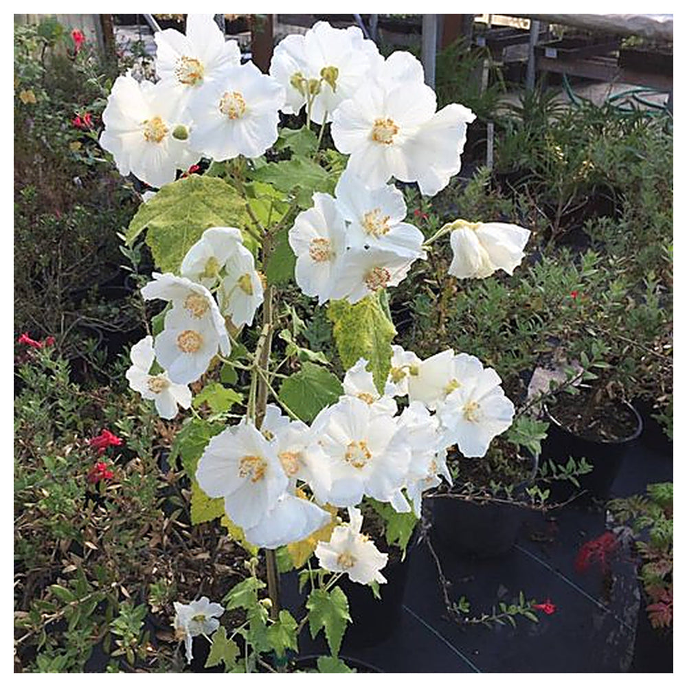 Organic Heirloom Abutilon Flower Seeds for Planting – White Lantern Blooms Non-GMO Organic Garden Seeds | Neera Seeds product photo [neera-v4-b794550882f7c00312b8]