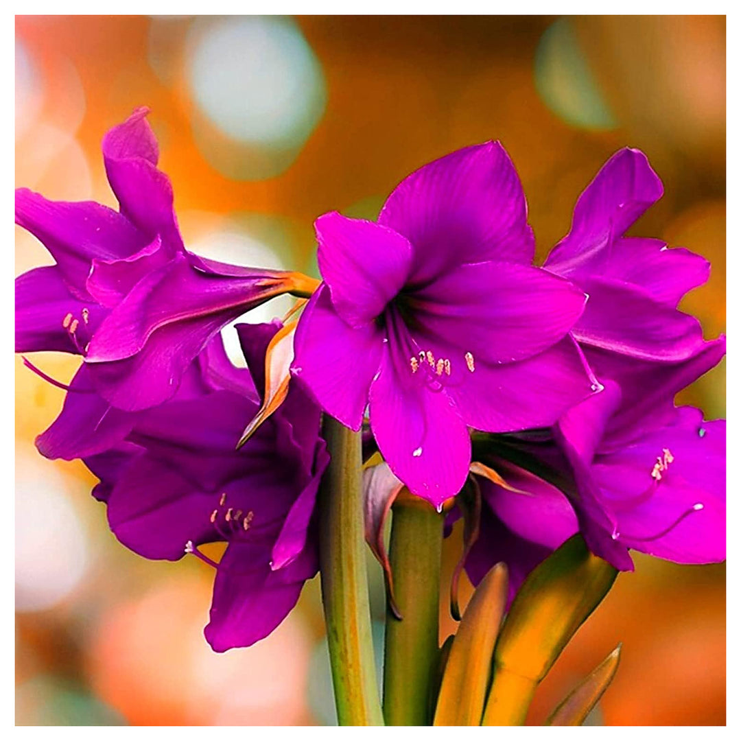 Purple Amaryllis Flower Seeds for Planting – Heirloom, Non-GMO, High Germination Bulbous Garden Seeds | Neera Seeds product photo [neera-v4-b794a3f709eedbe1cca8]