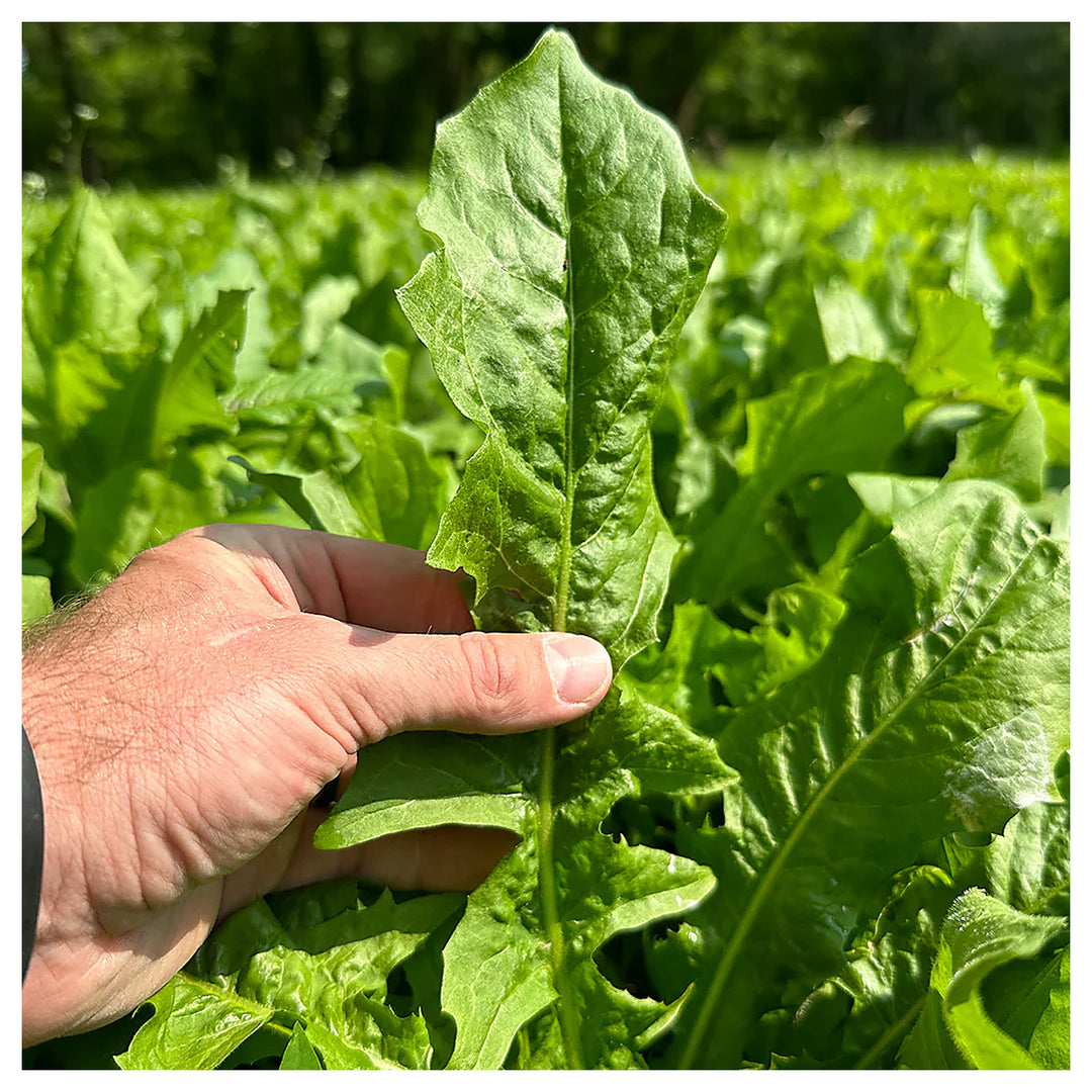 Oasis Chicory Planting Non Gmo Heirloom Fresh Flower Planting Drought Tolerant Perennial | Neera Seeds product photo [neera-v4-b7a0603c871aa1a27823]