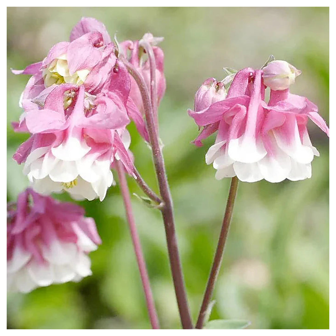 Heirloom Tower Columbine Flower Seeds for Planting, Non-GMO | Neera Seeds product photo [neera-v4-b7ac16a373cff9f2abc3]