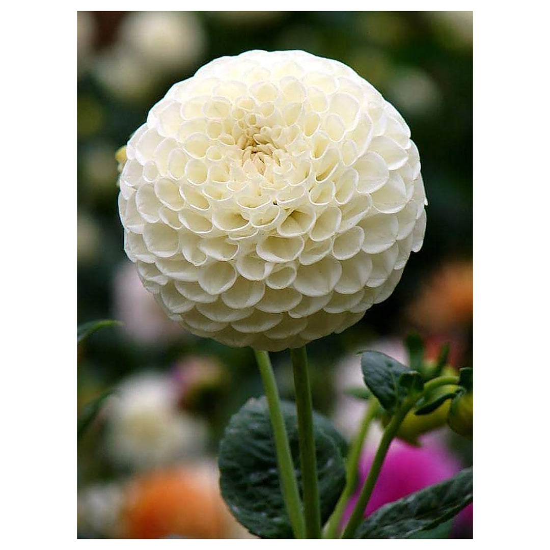 Heirloom White Dahlia Flower Seeds for Planting – Non-GMO, High Germination Organic Garden Seeds | Neera Seeds product photo [neera-v4-b7bb75717b479a4aaa6d]