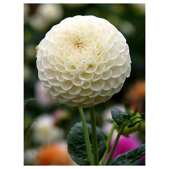 Heirloom White Dahlia Flower Seeds for Planting – Non-GMO, High Germination Organic Garden Seeds | Neera Seeds product photo [neera-v4-b7bb75717b479a4aaa6d]
