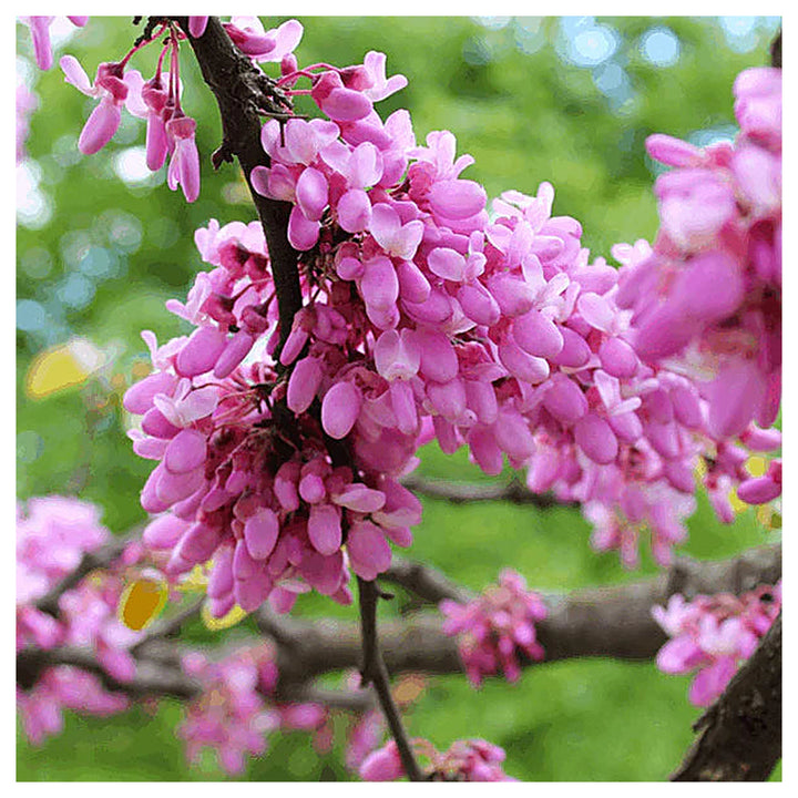 Heirloom Non-GMO Pink Cercis Flower Seeds for Ornamental Garden Planting | Neera Seeds product photo [neera-v4-b7ccc9e1ba320fb26d03]