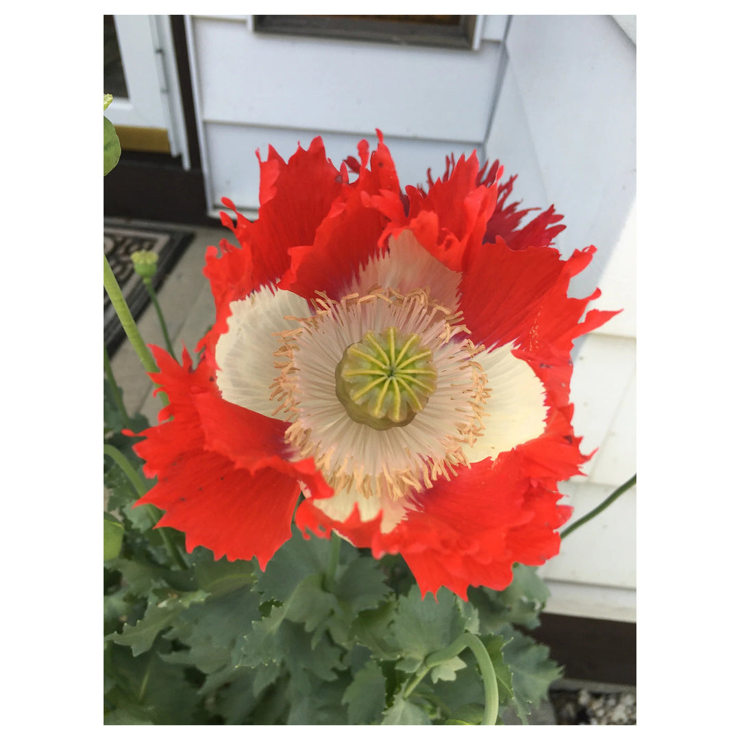 Heirloom Non-GMO Red Yellow Danish Flag Flower Seeds for Vibrant Garden Displays and Seasonal Planting | Neera Seeds product photo [neera-v4-b7d34ee53f44c37336c4]