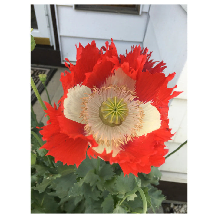 Heirloom Non-GMO Red Yellow Danish Flag Flower Seeds for Vibrant Garden Displays and Seasonal Planting | Neera Seeds product photo [neera-v4-b7d34ee53f44c37336c4]
