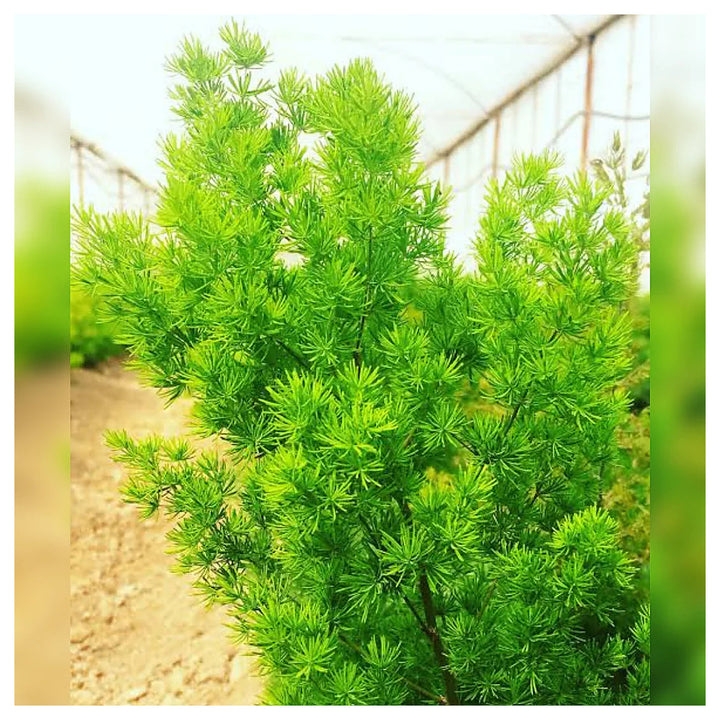 Myriocladus Plant Seeds – Heirloom Non-GMO Ornamental Bamboo Seeds for Lush Garden Growth | Neera Seeds product photo [neera-v4-b7f404763addcf31749d]