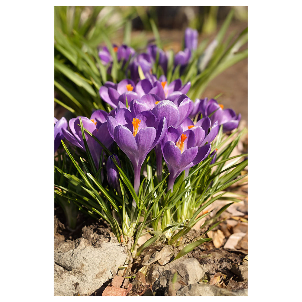 Blue Ocean Crocus Heirloom Flower Seeds for Planting – Non-GMO, High Germination Early Spring Garden Seeds | Neera Seeds product photo [neera-v4-b7f42c503987d9668e82]