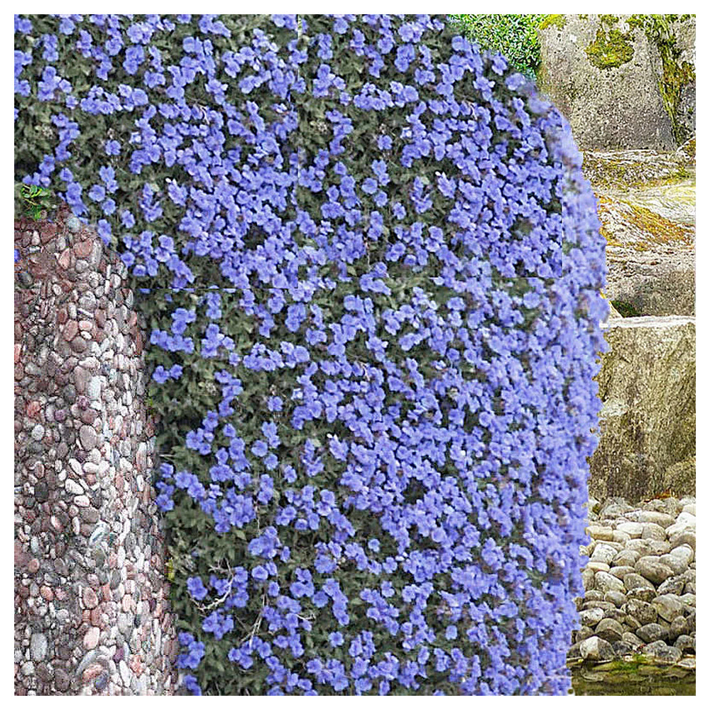 Heirloom Non-GMO Pale Blue Rock Cress Flower Seeds for Planting – High Germination Ground Cover Seeds | Neera Seeds product photo [neera-v4-b7fec966bf137958f378]