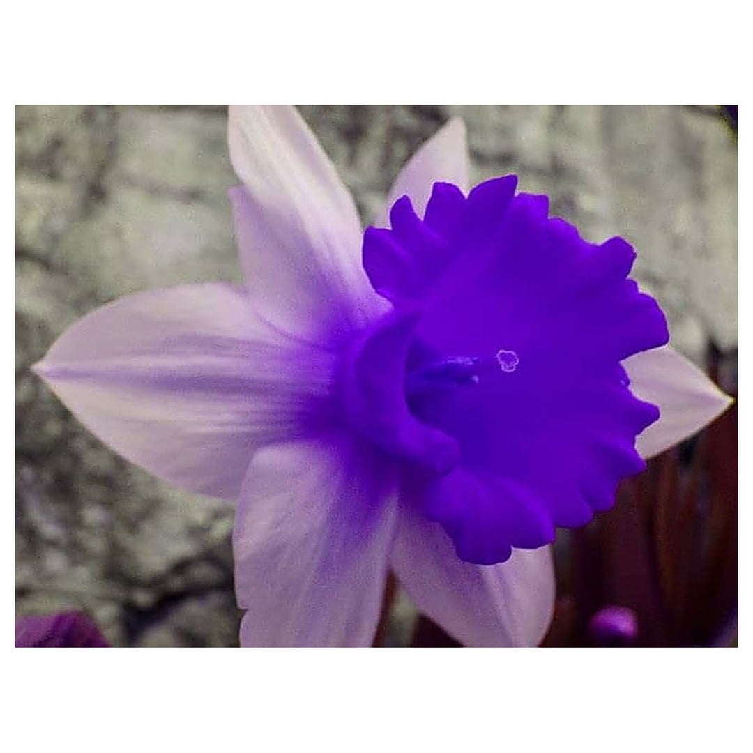 Nema Double Petals Narcissus Flower Seeds for Planting – Heirloom, Non-GMO, High Germination Organic Garden Seeds | Neera Seeds product photo [neera-v4-b80b76e166639452d0c1]