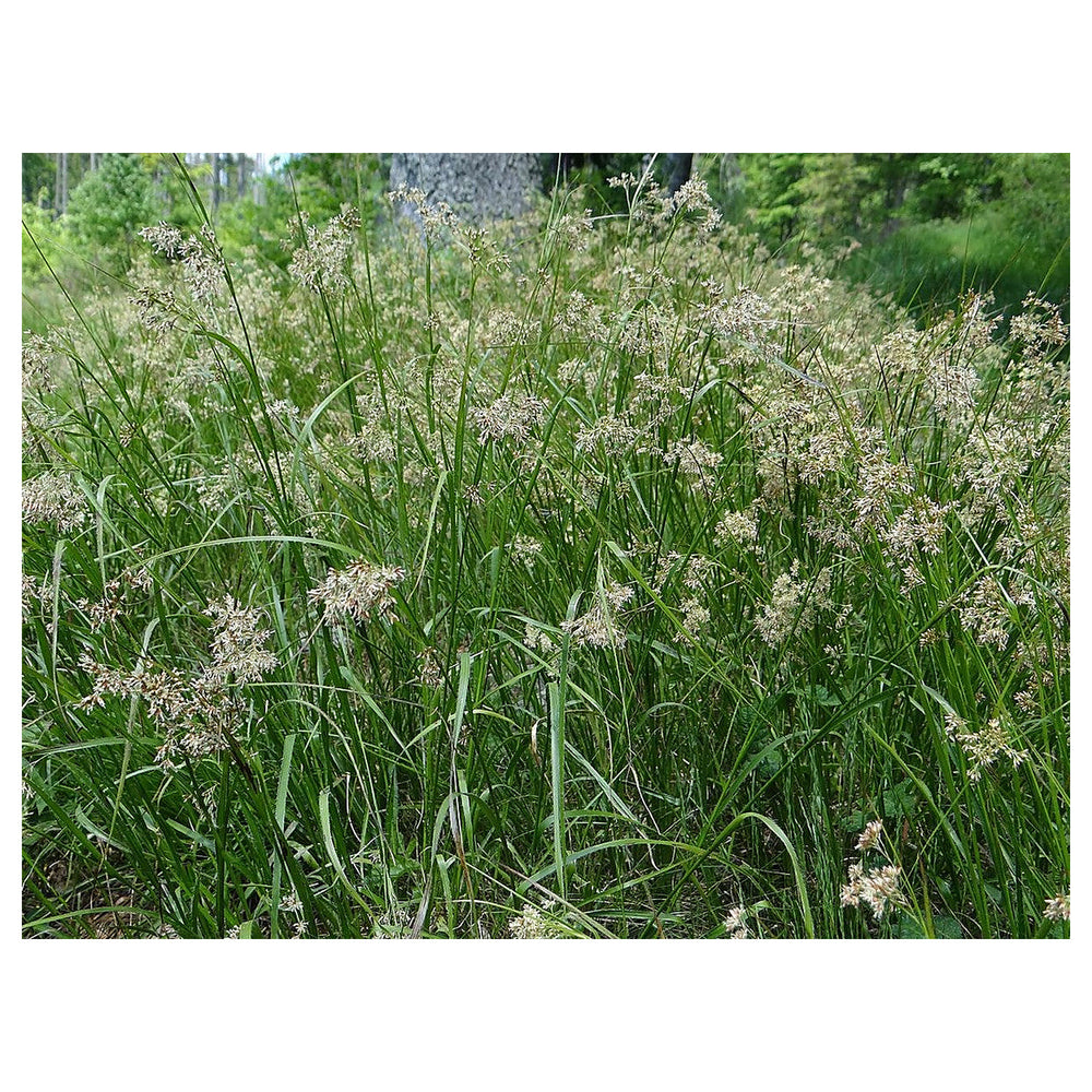 Luzula Spicata Seeds for Planting – Alpine Woodrush Ornamental Grass, Cold Hardy, Non-GMO Heirloom Seeds | Neera Seeds product photo [neera-v4-b811624c7b7c0a965313]
