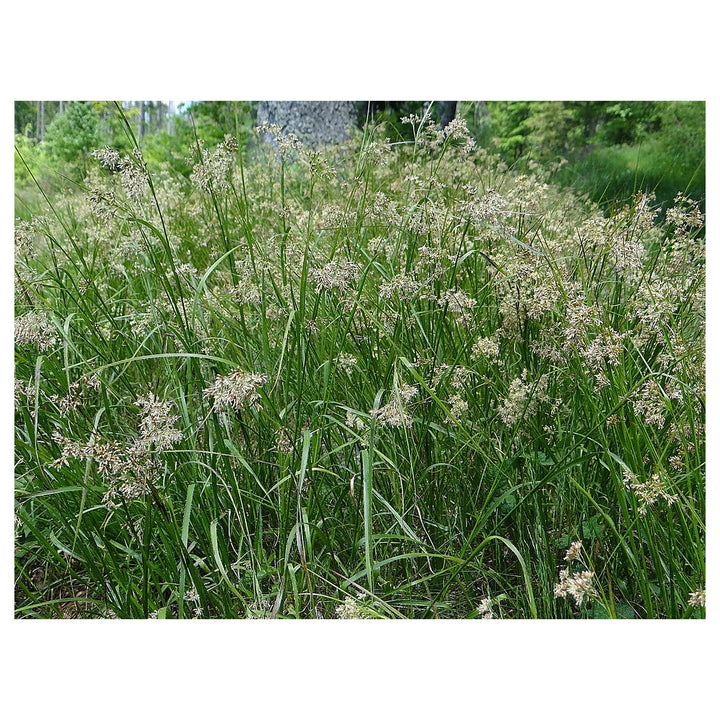 Luzula Spicata Seeds for Planting – Alpine Woodrush Ornamental Grass, Cold Hardy, Non-GMO Heirloom Seeds | Neera Seeds product photo [neera-v4-b811624c7b7c0a965313]