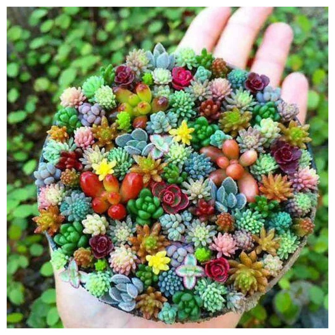 Mixed Schoenlandii Cereiformis Plant Seeds for Planting | Heirloom, Non-GMO, High Germination Organic Garden Seeds | Neera Seeds product photo [neera-v4-b8168cf693c7b658c46f]