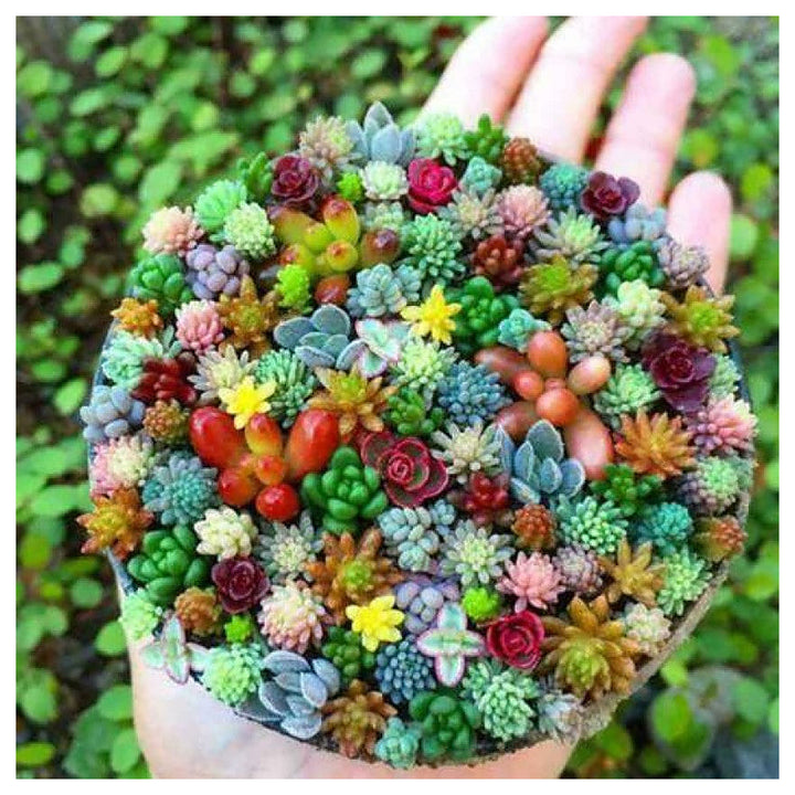 Mixed Schoenlandii Cereiformis Plant Seeds for Planting | Heirloom, Non-GMO, High Germination Organic Garden Seeds | Neera Seeds product photo [neera-v4-b8168cf693c7b658c46f]