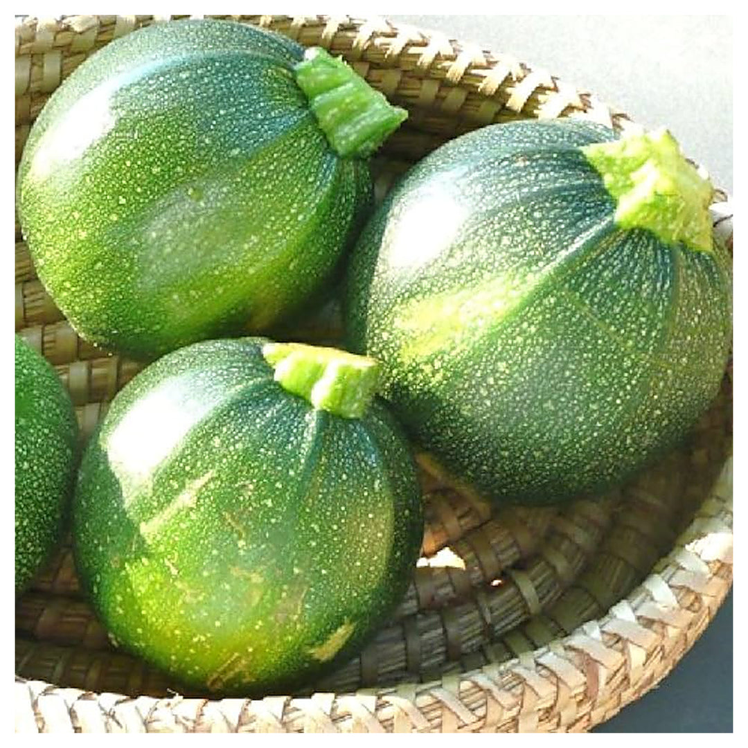 Green Round Zucchini Squash Seeds for Planting – Heirloom, Non-GMO, High-Yield Summer Vegetable Seeds | Neera Seeds product photo [neera-v4-b81ece78a85acbfa2478]