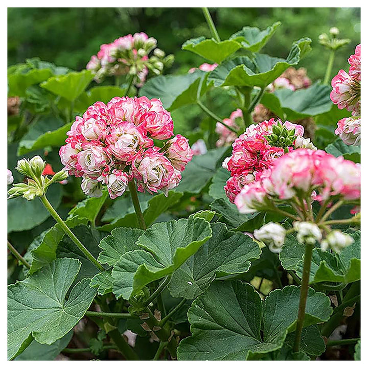 Heirloom Non-GMO Geranium Apple Blossom Pink White Flower Seeds for Planting – High Germination Garden Seeds | Neera Seeds product photo [neera-v4-b8211b20677d16b7832f]