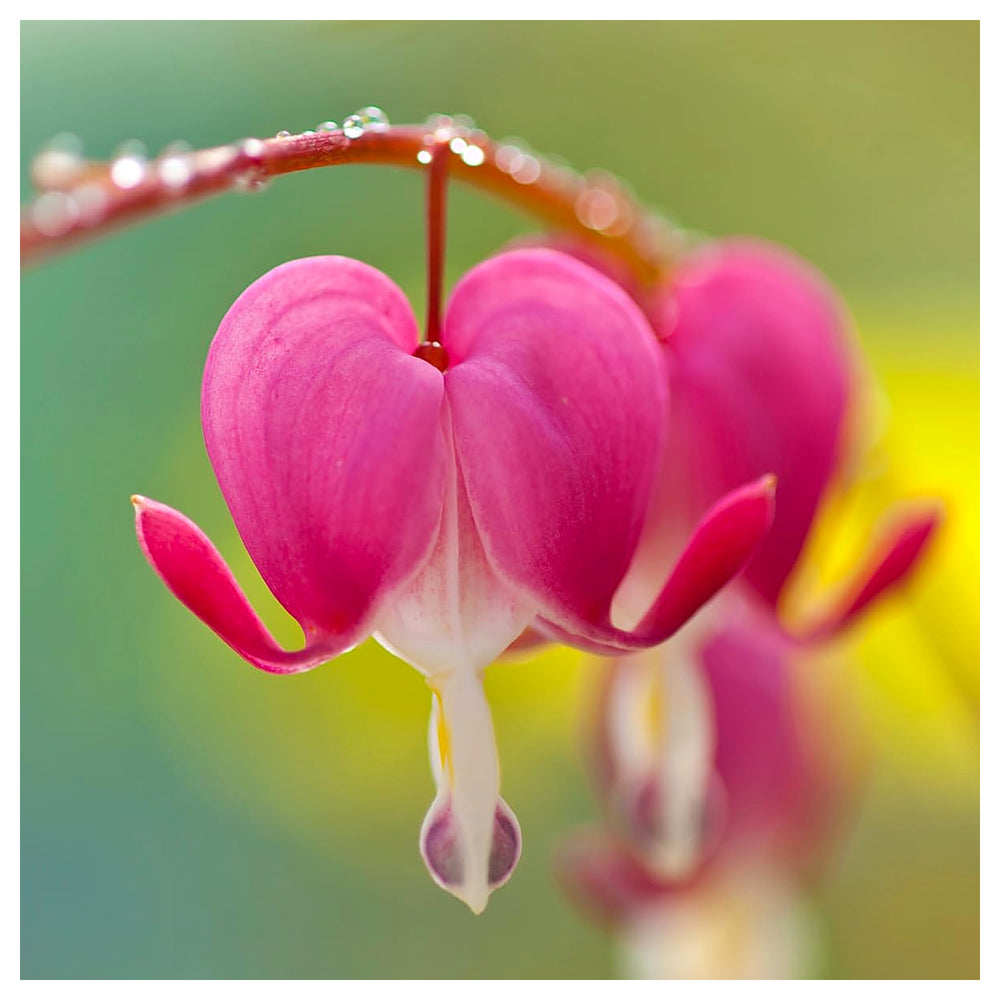 Heirloom Non-GMO Bleeding Heart Flower Seeds for Planting – Romantic Garden Borders, High Germination | Neera Seeds product photo [neera-v4-b84ae16c2d0269b0091e]
