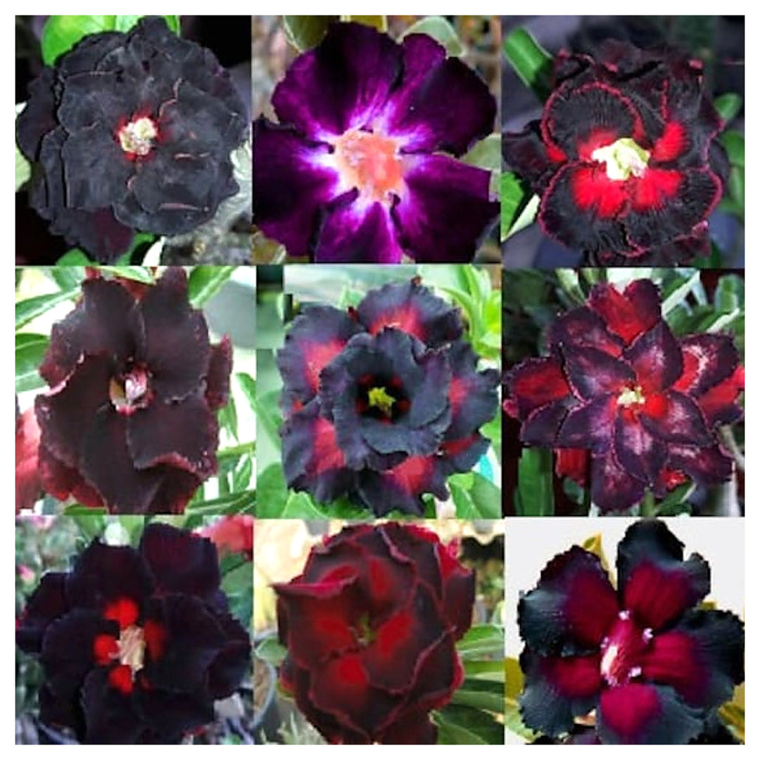 Red Black Rimblack Desert Rose Planting Adenium Obesum Flower Perennial Exotic Heirloom Non Gmo | Neera Seeds product photo [neera-v4-b854e7de256e1290020e]