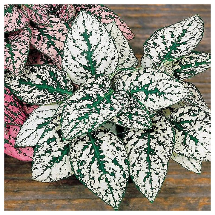 White Green Hypoestes Polka Plant Seeds for Planting – Easy-to-Grow Indoor &amp; Outdoor Ornamental Foliage | Neera Seeds product photo [neera-v4-b8584ca895b1516dc324]