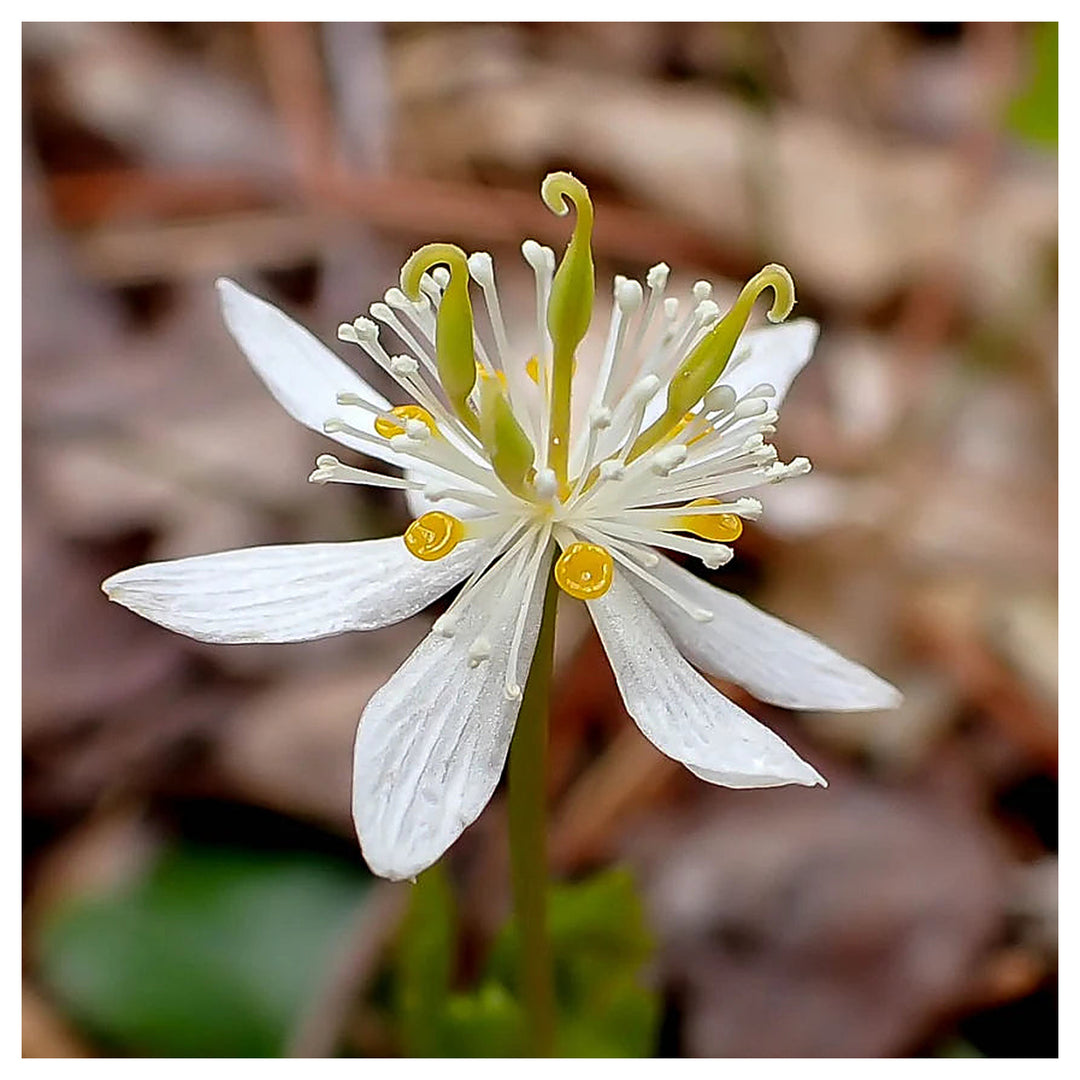 Heirloom Non-GMO Goldthread Flower Seeds for Planting – Bright Yellow Wildflower Seeds | High Germination | Neera Seeds product photo [neera-v4-b86711ec7dbbc1d1d35f]