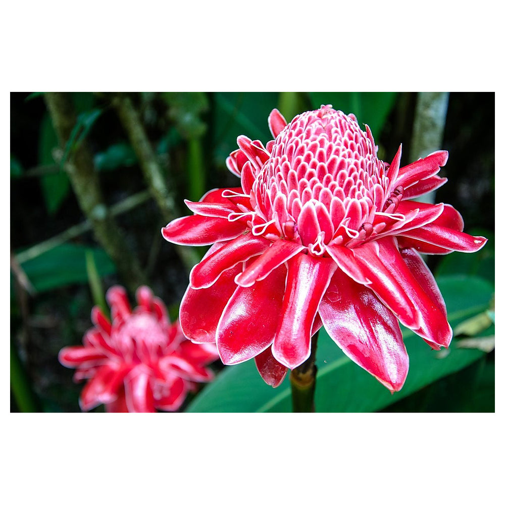 Heirloom Non-GMO Ginger Flower Seeds for Planting – Fragrant Tropical Blooms, High Germination Ornamental Garden Se | Neera Seeds product photo [neera-v4-b86a10755b3a515f1cfa]
