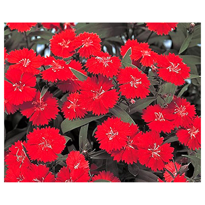 Red Dianthus Scarlet Hybrid Garden Pots Flower Seeds Home Garden Planting, Fragrant Organic | Neera Seeds product photo [neera-v4-b88c82fe7c89e0629034]