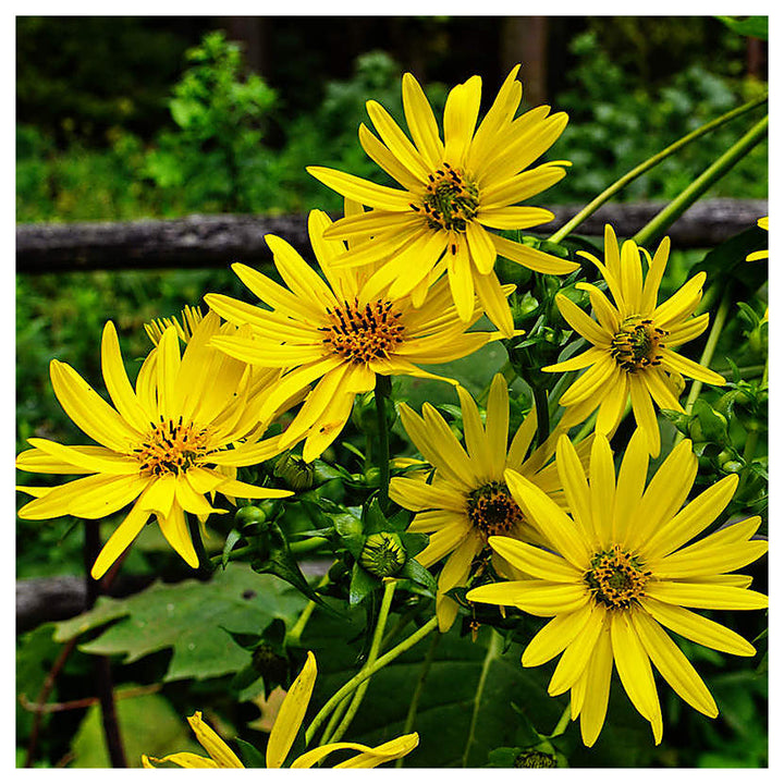 Yellow Silphium Perfoliatum Flower Seeds for Planting – Heirloom, Non-GMO, High Germination Organic Garden Seeds | Neera Seeds product photo [neera-v4-b88dcbc6ca12b95627fb]