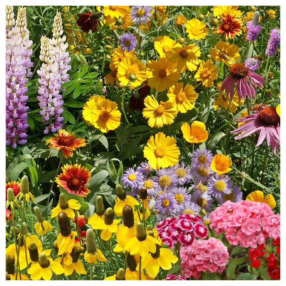 Organic Heirloom Mixed Oenothera Flower Seeds for Planting – Non-GMO, High Germination Evening Primrose Organic Gar | Neera Seeds product photo [neera-v4-b890e5297d856019772a]