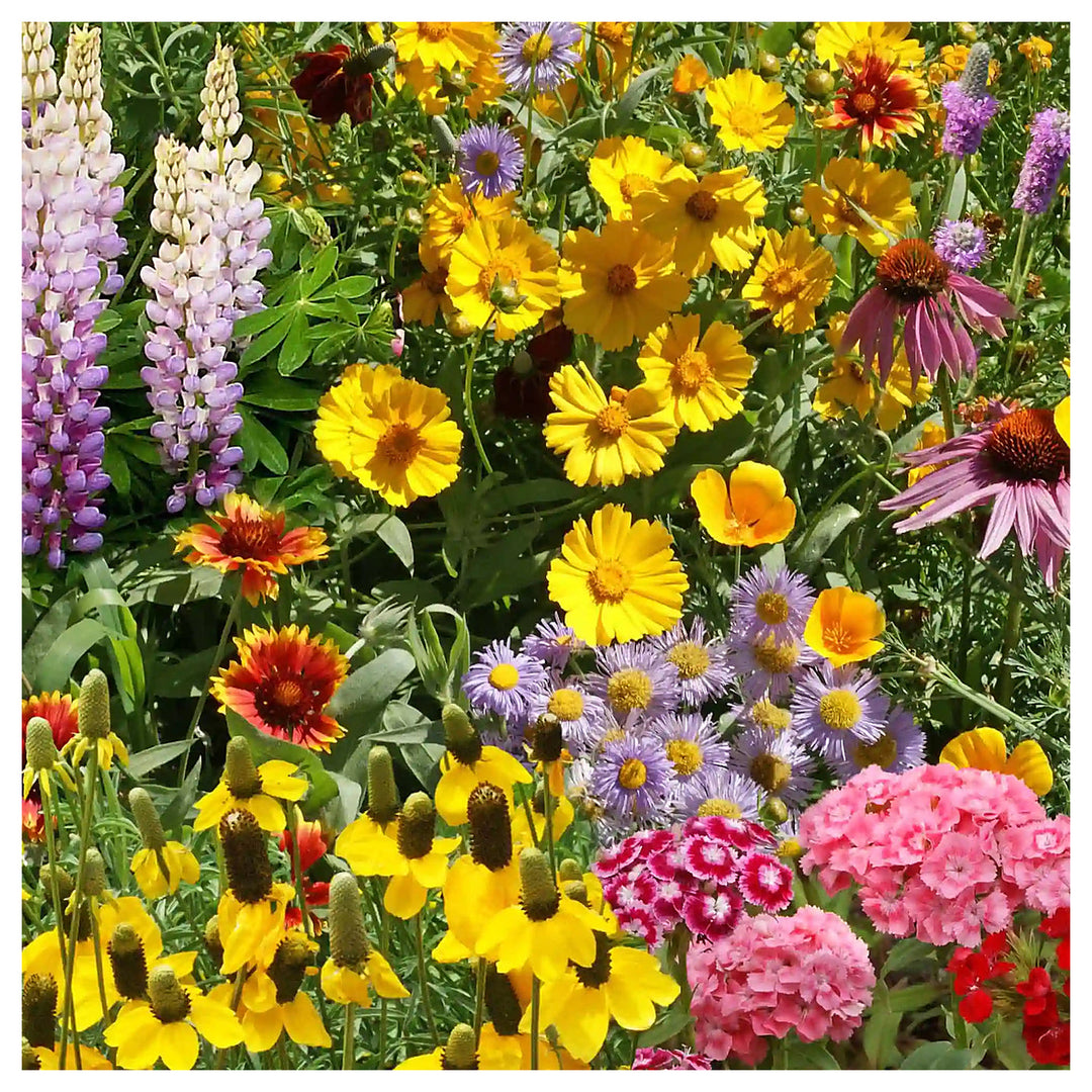Organic Heirloom Mixed Oenothera Flower Seeds for Planting – Non-GMO, High Germination Evening Primrose Organic Gar | Neera Seeds product photo [neera-v4-b890e5297d856019772a]